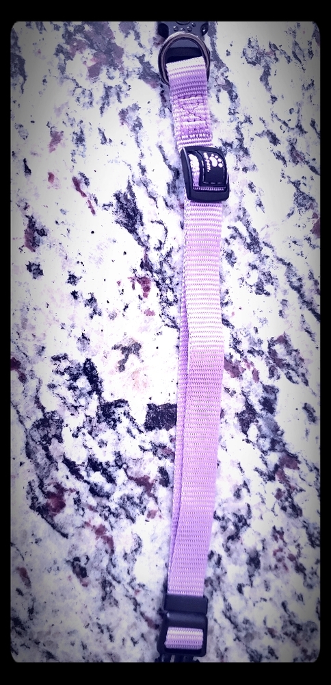 NWOT Dog collar